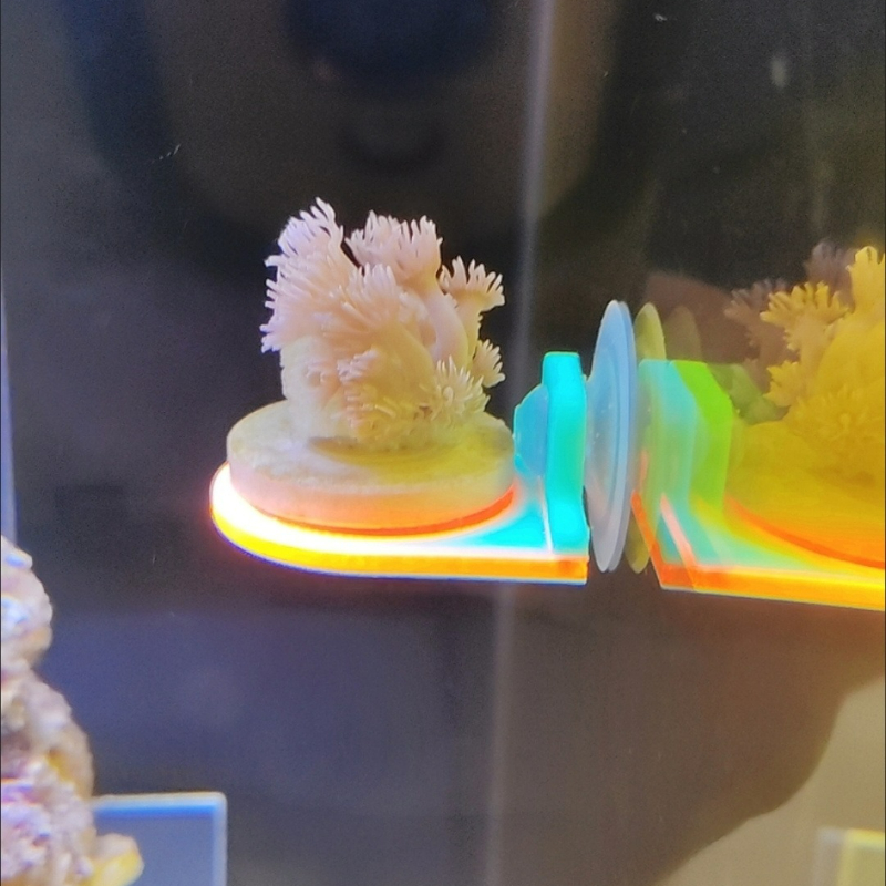 Color Random Coral Frag Holder - Aquarium Marine Color ulasan dan harga